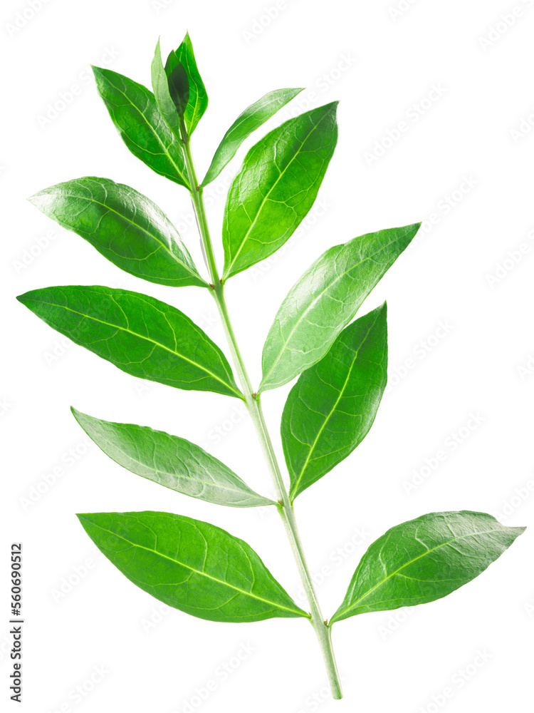 Henna tree branch with leaves  (Lawsonia inermis) isolated png