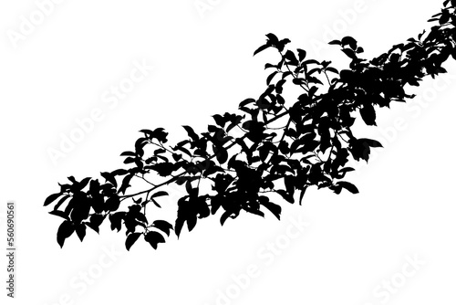 Silhouette tree branch isolated with white background.