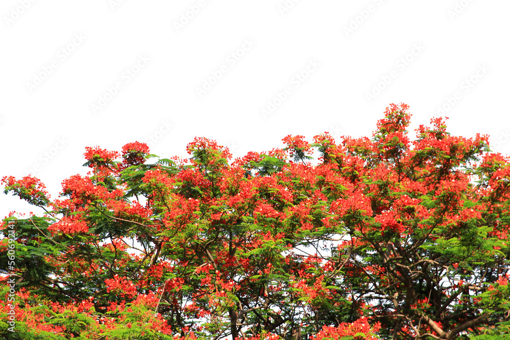 A big tree full of red flowers isolated on white background.Selection focus.