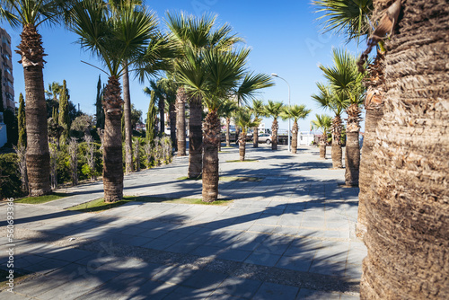 Palm trees on a promenade next to Mackenzie Beach in Larnaca city, Cyprus island country photo