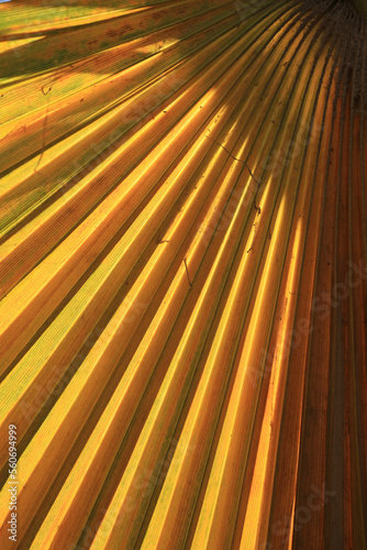 Fototapeta Naklejka Na Ścianę i Meble -  hoja de palmera palmito naranja amarillo  verde textura 4M0A3048as23