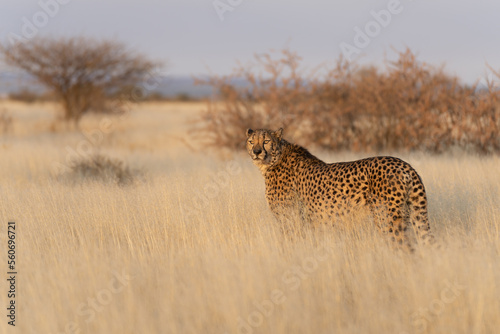cheetah in the African savannah waiting for prey Namibia.