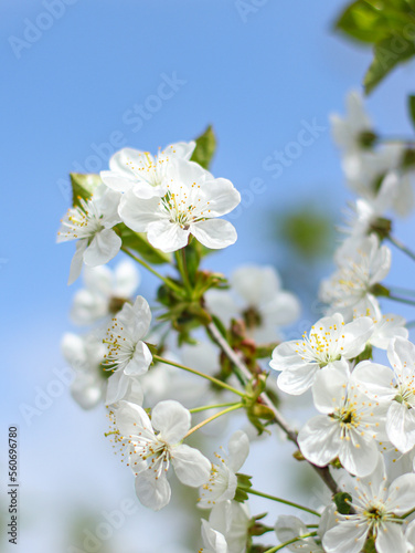 Vertical Image Of White Cherry Blooming branch close up . 
