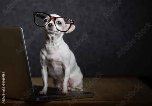 A dog of breed Chihuahua sits on a wooden table with glasses and works on a laptop, thoughtfully raising his head.