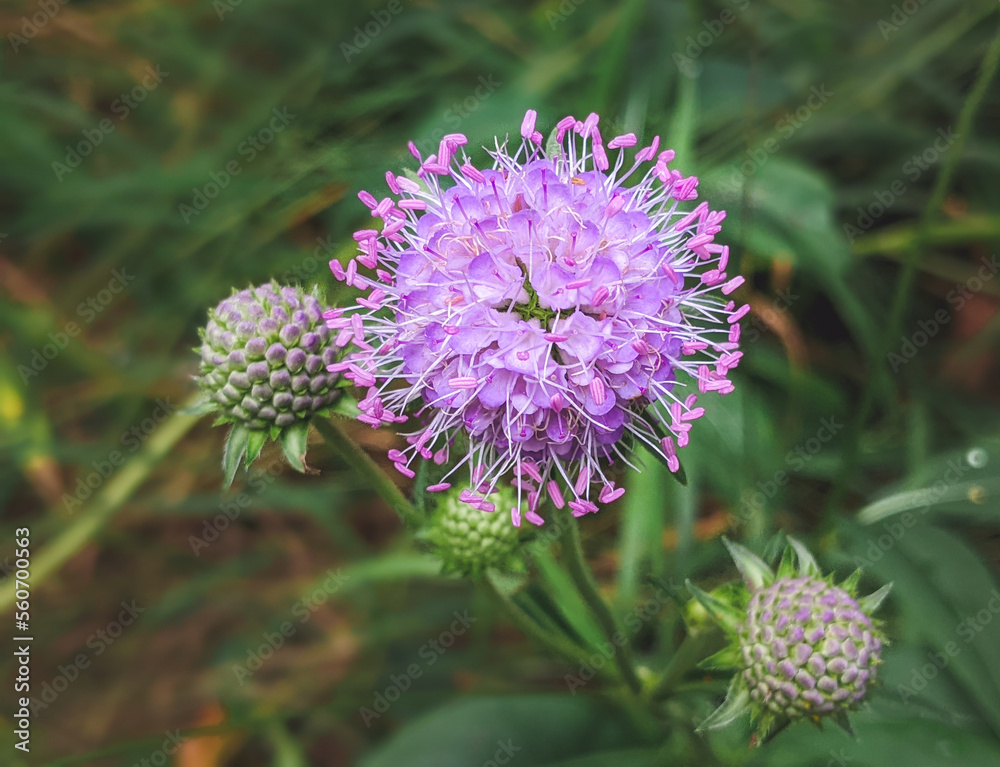 Bee on Devil's-bit Scabious - Succisa pratensis Bee on Devil's-bit Scabious - Succisa pratensis