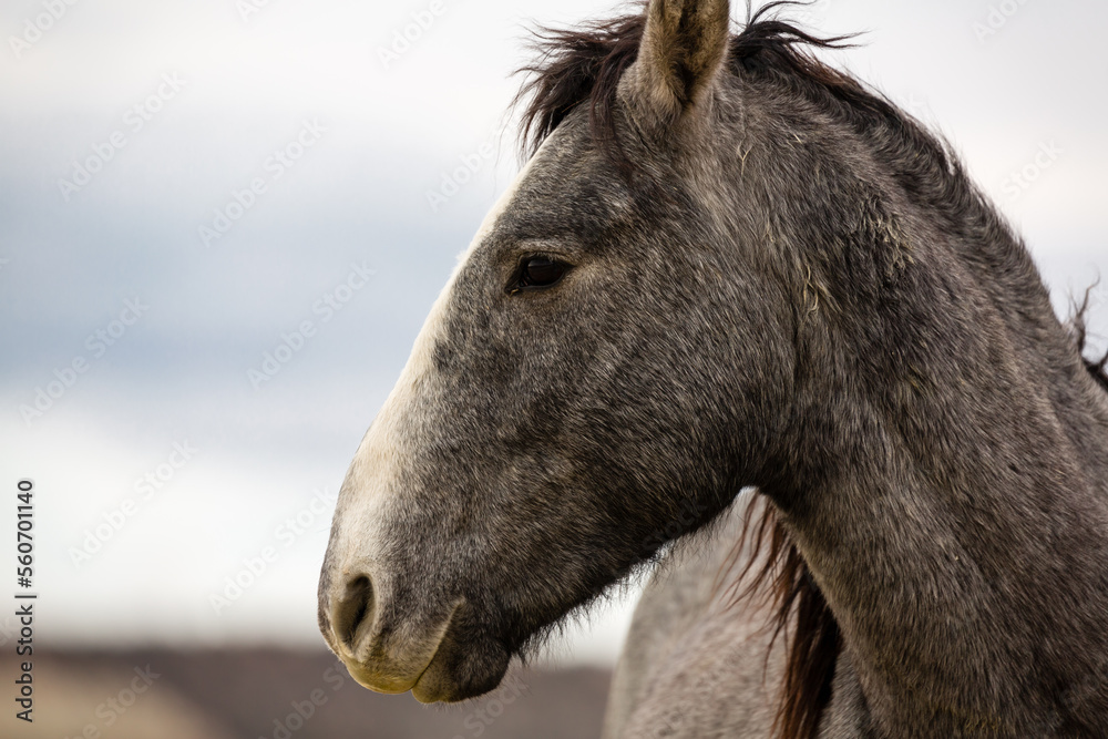 Dapple Grey Wild Horse Profile Close Up Dapple Grey Wild Horse Profile Close Up