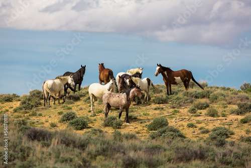 Herd of Wild Horses photo