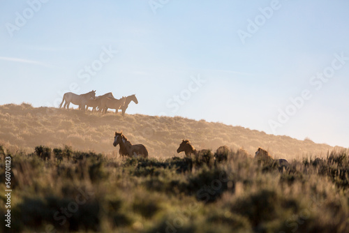Herd of Wild Horses