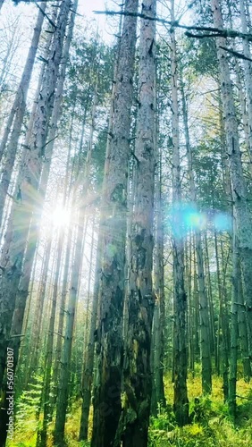 Beautiful nature, forestscape, amazing, lush forest, shimering sun, vertical video, social media wallpaper  photo