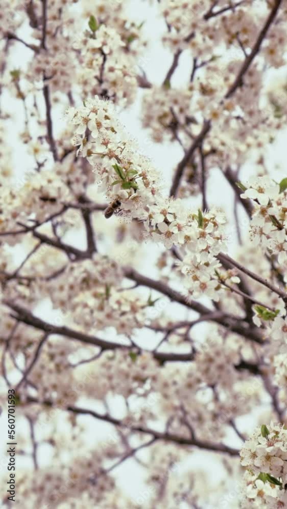 Springtime scenery, apple tree blossom, honeybees, vertical video, phone background Springtime scenery, apple tree blossom, honeybees, vertical video, phone background