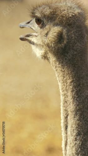 Ostrich bird head, close-up shot, vertical short video photo