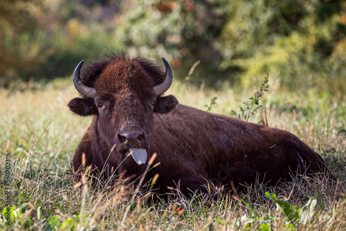 Bison sticking out his tongue