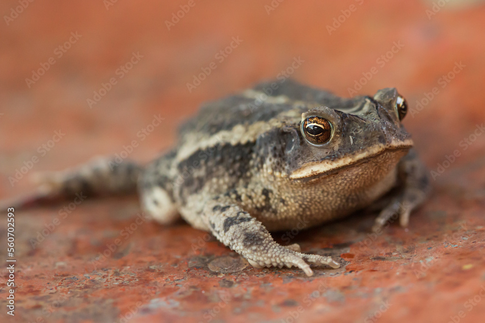 Macro image of grimacing frog Macro image of grimacing frog