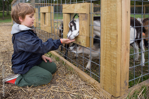 Young boy feeding a black and white goat 