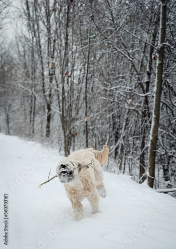 Fluffy dog running with a stick on snowy wooded trail in winter..