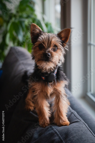 Cute black and tan morkie puppy sitting on the back of a sofa. © Cavan