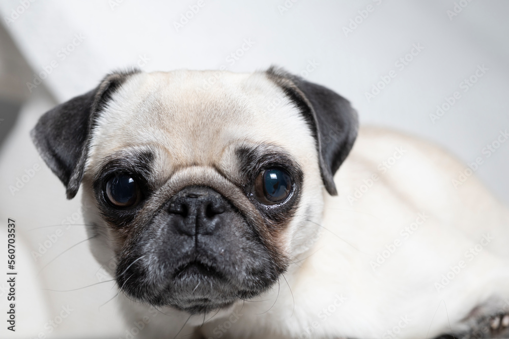 Portrait of pug breed dog with adorable face