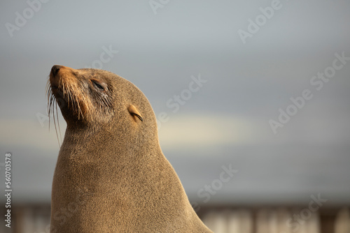 Brown Fur Seal in Cape Cross, Erongo Region, Namibia