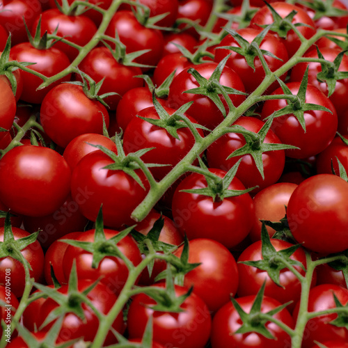 Juicy fresh cherry tomatoes close-up, selective focus.