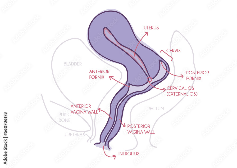 Anatomy Of The Female Reproductive System With Main Parts Labeled Cross Section Lateral View 