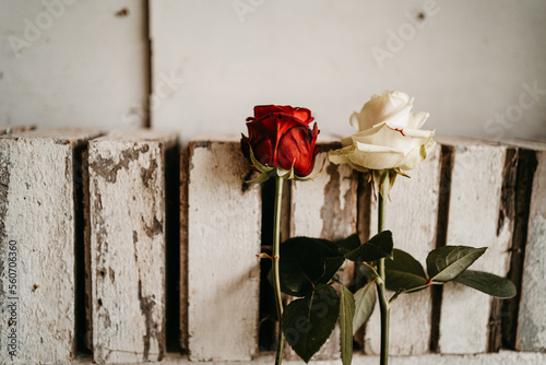 white and red rose against a wall photo