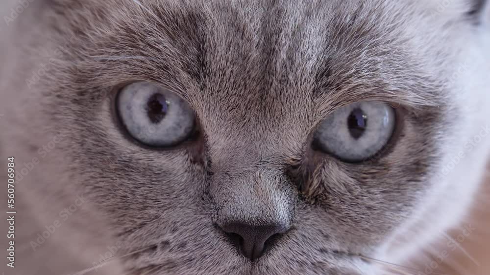 Cat with blue eyes looks into the camera Cat with blue eyes looks into the camera