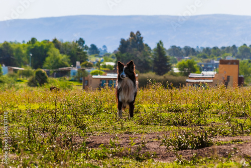a dog watching in a mountain environment between grasslands in a sunset