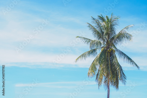 Fototapeta Naklejka Na Ścianę i Meble -  Green palm or coconut tree stand with clearly could and blue sky background in summer with copy space