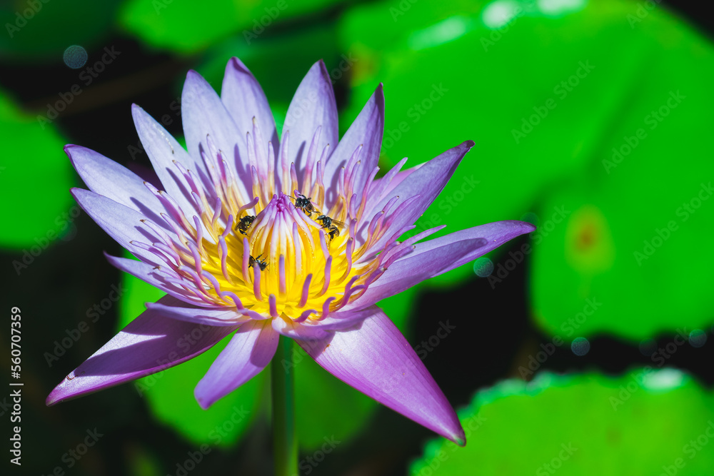 Selective focus on the purple lotus flower with copy space Selective focus on the purple lotus flower with copy space