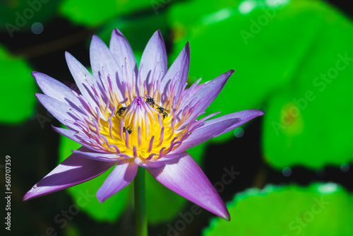 Wallpaper Mural Selective focus on the purple lotus flower with copy space Torontodigital.ca