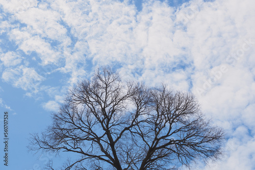 Wallpaper Mural Dry dead tree stand with white cloud and blue sky background, copy space. Torontodigital.ca