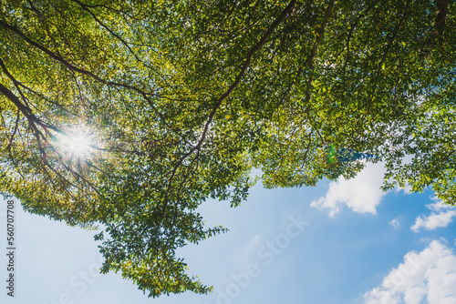 Wallpaper Mural Upper view of Ivory coast almond tree branches with white cloud and blue bright sky background. Torontodigital.ca