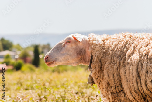a sheep looking in a mountain environment between pastures in a sunset