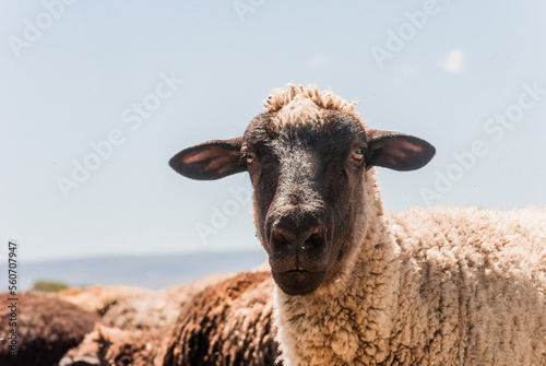 a sheep looking in a mountain environment between pastures in a sunset