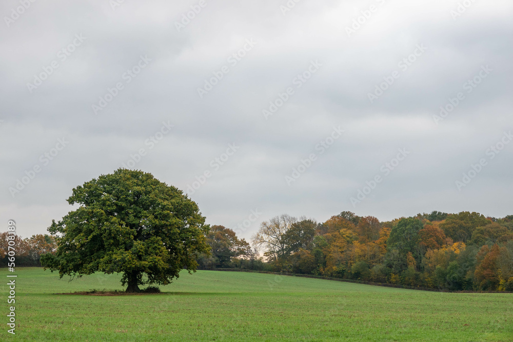 old oak tree with autumn coloured leaves on trees in the background and a stormy sky old oak tree with autumn coloured leaves on trees in the background and a stormy sky