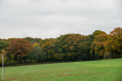 autumn coloured trees with golden orange and yellow foliage 