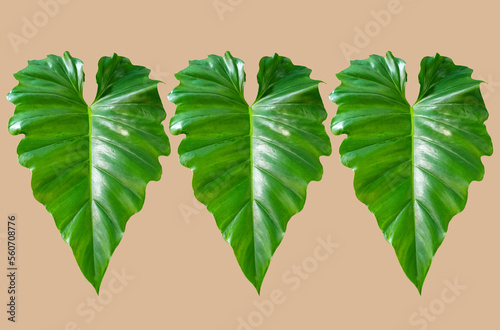 Closeup, Set philodendron ornatum green leaf isolated on brown background for design or stock photos, summer plant, single flora photo