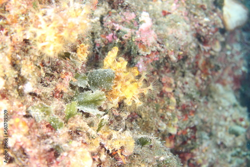 Fototapeta Naklejka Na Ścianę i Meble -  coral reef in the sea