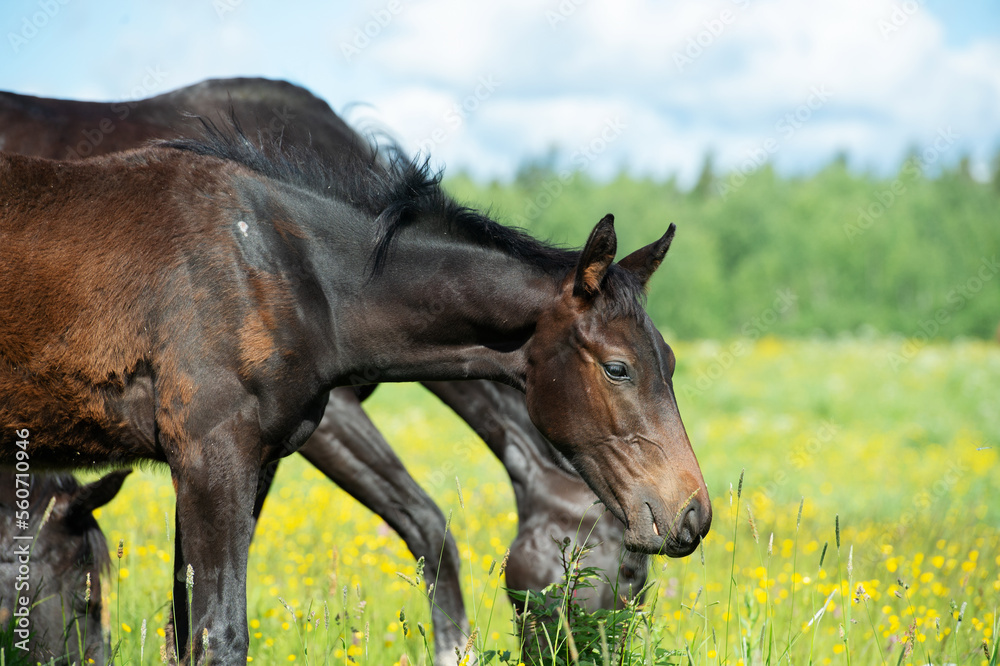 Fototapeta premium black colt grazing at pasture with herd. summer sunny day. herd life