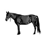 black and white sketch of a horse with a transparent background