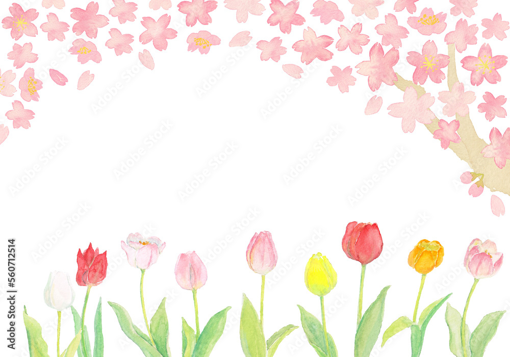水彩の春の桜とチューリップの背景イラスト2