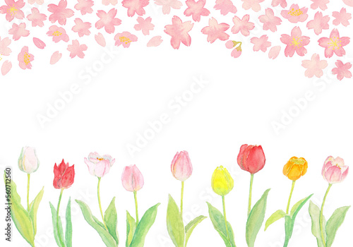 水彩の春の桜とチューリップの背景イラスト #560712560