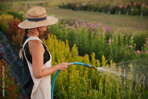 Woman in a summer dress and hat waters flowers in a field. photo