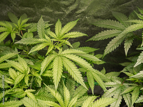Fototapeta Naklejka Na Ścianę i Meble -  Indoor medical marijuana. Growing organic cannabis plants herb on the farm
