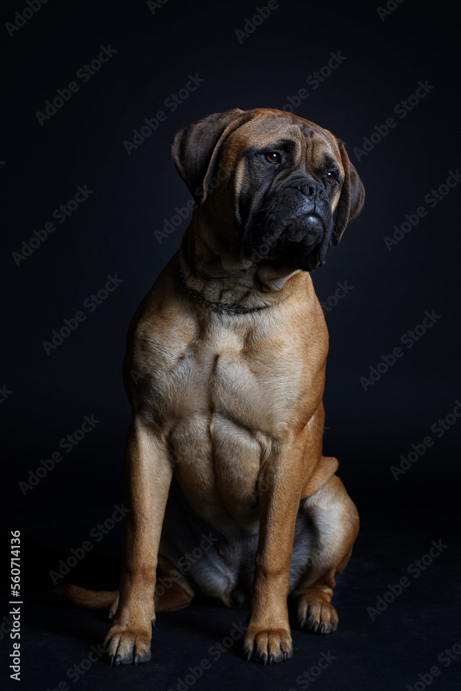 Obraz premium Bullmastiff dog sitting on the black background in the studio