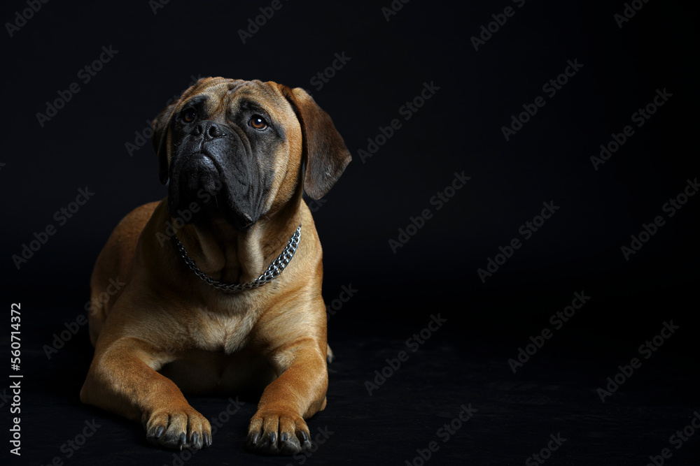 Obraz premium Bullmastiff dog in front of a black background in the studio.