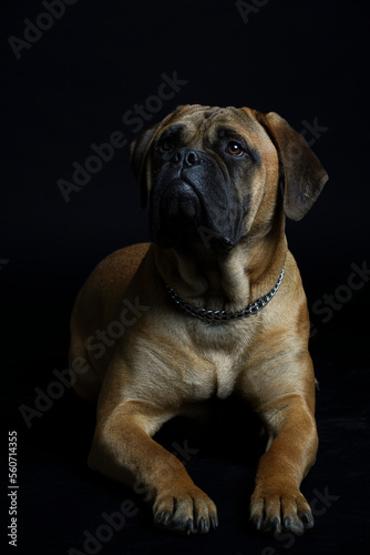 Bullmastiff dog in front of a black background in the studio. © Varga_photography