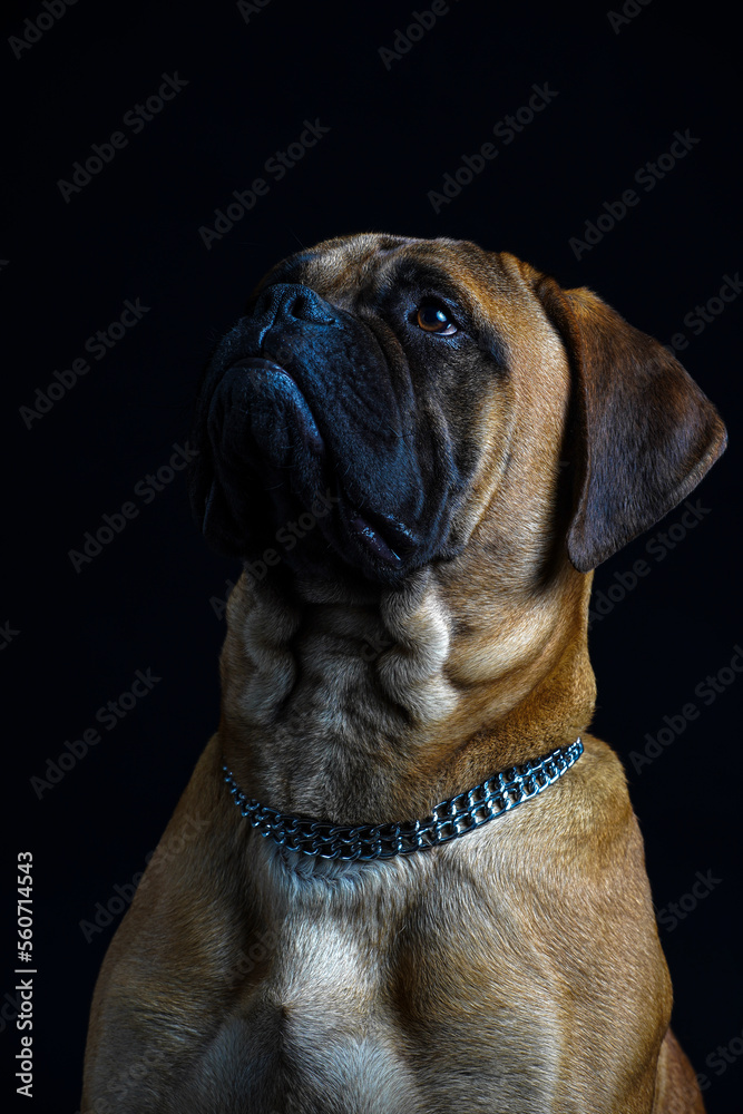 Bullmastiff dog in front of a black background in the studio. Bullmastiff dog in front of a black background in the studio.