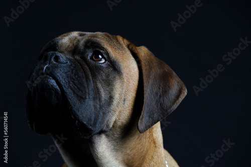 Bullmastiff dog in front of a black background in the studio.