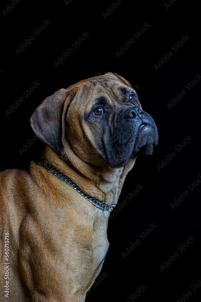 Bullmastiff dog in front of a black background in the studio.